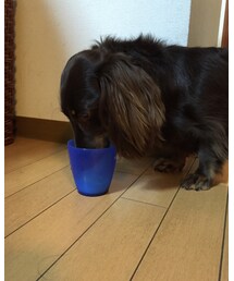 牛乳を飲む愛犬🐮 | その他