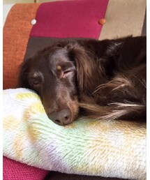 寝るスズメ🐶💤 | 寝るスズメ(その他)