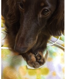 僕のオヤツだからね❗️🐶 | 前足でオヤツを確保するスズメ(その他)