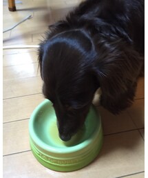 味噌汁好き犬🐶 | 味噌汁をのむスズメ(その他)
