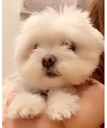 マルチーズのウミちゃん😆☝️ | その他