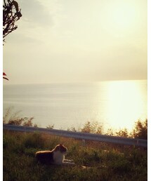 瀬戸内海 | 夕陽とネコ(福袋/福箱)