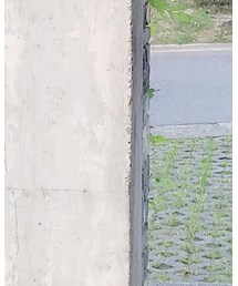 Ungrid | スカート