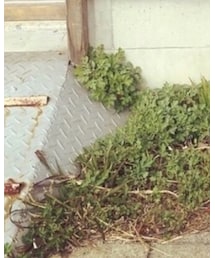 niko and... | リング