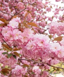 おはな(その他)