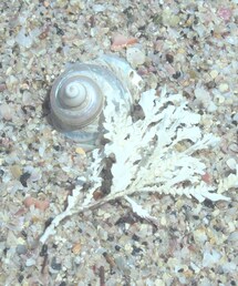 キラキラの巻貝 | 巻貝(その他)