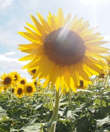 ひまわり | ひまわり(その他)