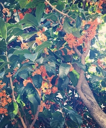 キンモクセイ | キンモクセイ(その他)