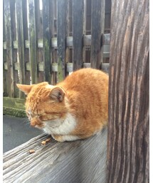 にゃんこ | その他