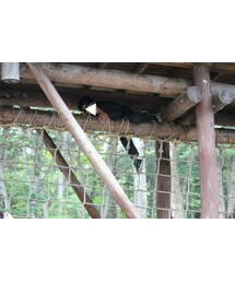 猿とびの術🐒 | その他