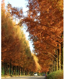 並木道♡ | その他