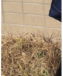 ヒラキ | スニーカー