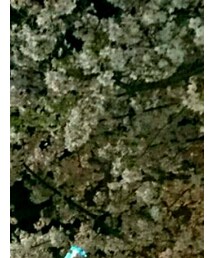 夜桜 | その他