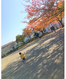 近所の公園で紅葉狩り🍁 | その他