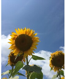 ひまわり | その他