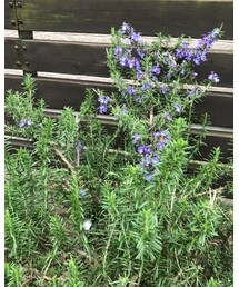 ローズマリー | その他