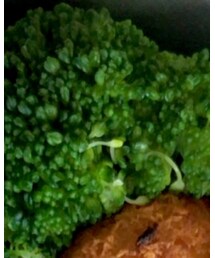 近郊農家のブロッコリー | ウィッグ