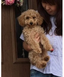 クレマ | その他