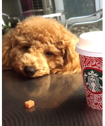 クレマ | フィギュア