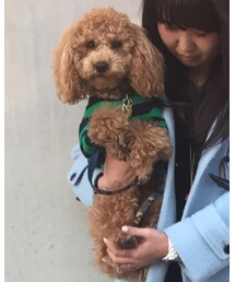 クレマ | ペットウェア