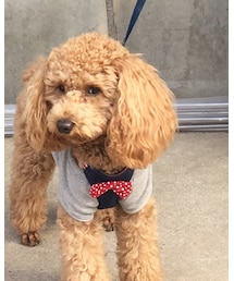 クレマ | フィギュア