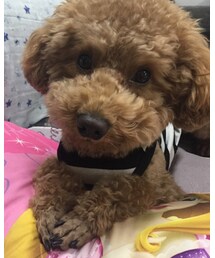 くれま♡ | ペットウェア