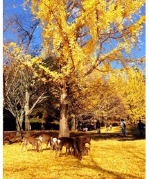 奈良公園の銀杏と鹿📸 | (その他)