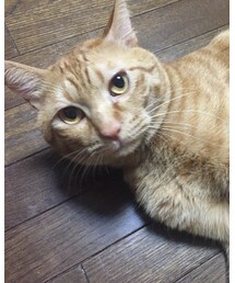 タイガくん🐱 | 我が家のやんちゃぼうずです🙋(その他)