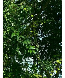 BROOKS BROTHERS | トップス