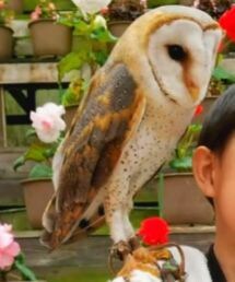 フクロウ | 富士花鳥園(その他)
