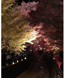 河口湖  紅葉回廊 | その他