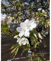 サクラ | その他