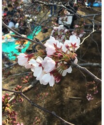 サクラ | その他
