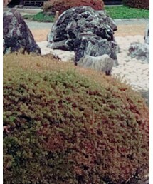 ZARA | オールインワン・サロペット