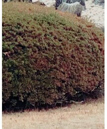 ZARA | ニット/セーター