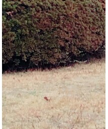 B.C STOCK | ブーティ