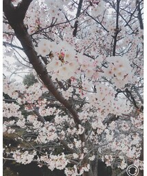 cherryblossom | その他