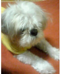 今は亡きブランキー | その他