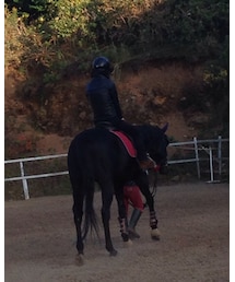 馬と共に去りぬ | その他