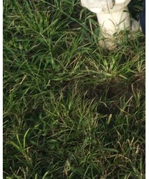 SUPRA | スニーカー