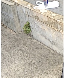 GU | チノパンツ