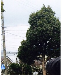 BLACK SCALE | キャップ