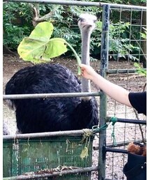 SENSE OF PLACE by URBAN RESEARCH | ニット/セーター