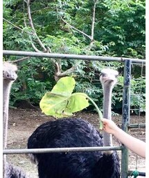 ネオパーク | その他