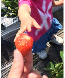 いちごー‼︎‼︎ | その他