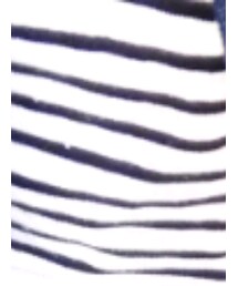 ORCIVAL | Tシャツ/カットソー