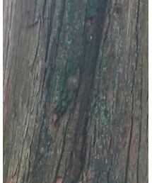 大きな樹 | その他