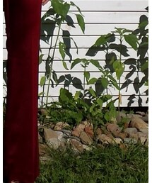 BCBGMAXAZRIA | その他パンツ