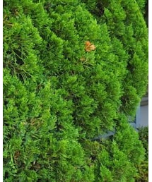 H&M | ストール/ショール