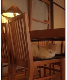 小太郎くん🐱 | その他